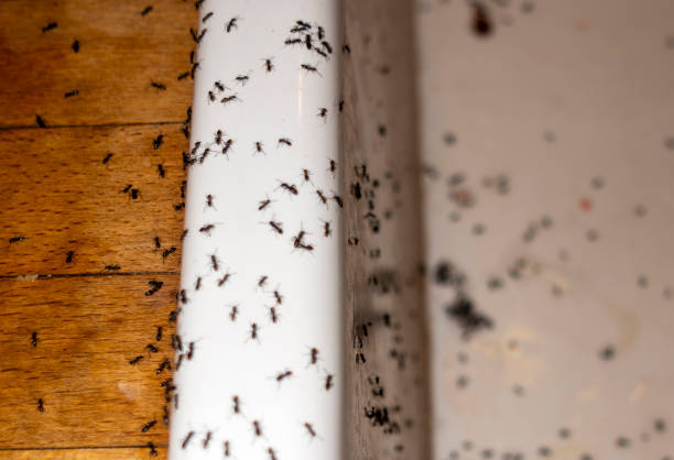 Best Commercial Pest Control Services  in Louisville, TN